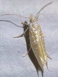 Zelleria retiniella