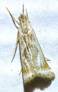 Microcrambus elegans