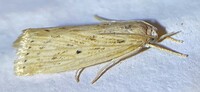 Diatraea lisetta