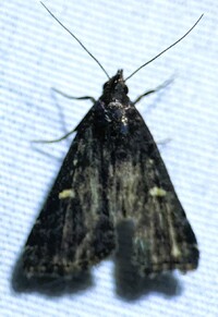 Tetanolita mynesalis