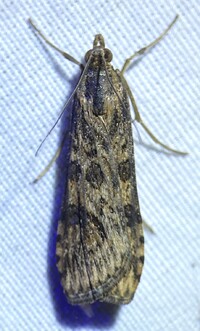 Nomophila nearctica