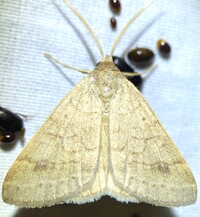 Caenurgia chloropha