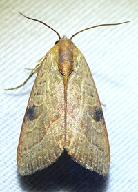 Galgula partita