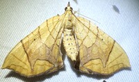 Eulithis diversilineata