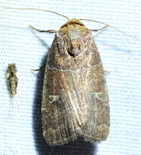 Elaphria grata
