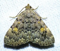 Idia aemula