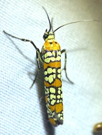 Atteva aurea