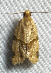 Clepsis peritana
