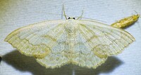 Scopula limboundata