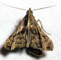 Palthis asopialis