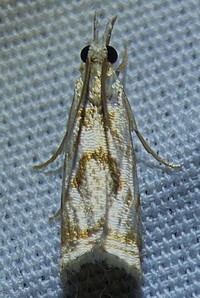 Microcrambus elegans