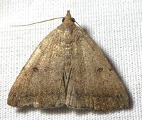 Zanclognatha martha