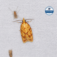 Sparganothis sulfureana
