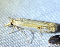 Crambus agitatellus