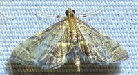 Anageshna primordialis