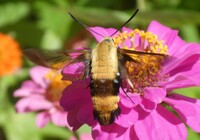 Hemaris diffinis