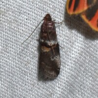 Acrobasis ostryella