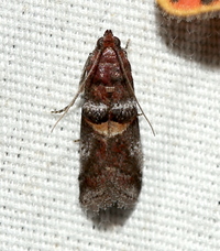 Acrobasis ostryella