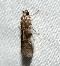 Acrobasis unidentified species