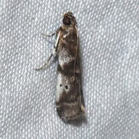 Acrobasis vaccinii