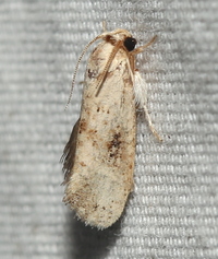 Acrolophus mycetophagus