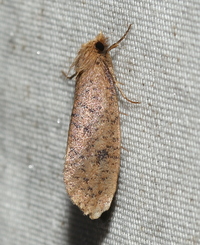 Acrolophus propinqua