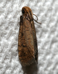 Acrolophus propinqua