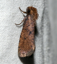 Acrolophus propinqua