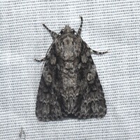 Acronicta brumosa