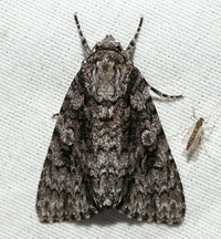 Acronicta brumosa