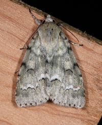 Acronicta innotata