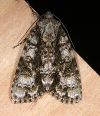 Acronicta superans