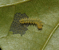 Acronicta unidentified species
