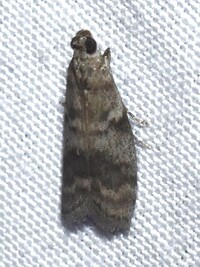 Actrix dissimulatrix