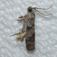Actrix dissimulatrix