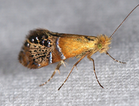 Adela ridingsella