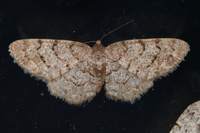 Aethalura intertexta