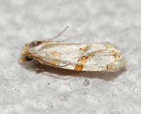 Aethes unidentified species