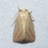 Amolita obliqua