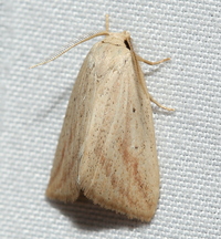 Amolita obliqua