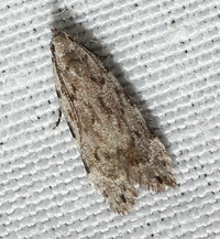 Anacampsis conclusella