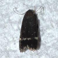 Anacampsis lupinella