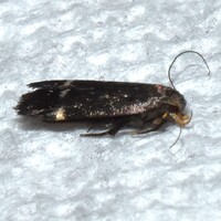 Anacampsis lupinella