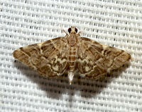 Anageshna primordialis