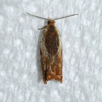 Ancylis unidentified species