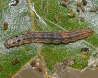 Antaeotricha decorosella