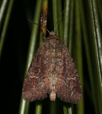 Apameine new genus 2 sp. 2
