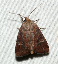 Apameine new genus 2 sp. 2