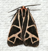 Apantesis phyllira