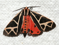 Apantesis phyllira